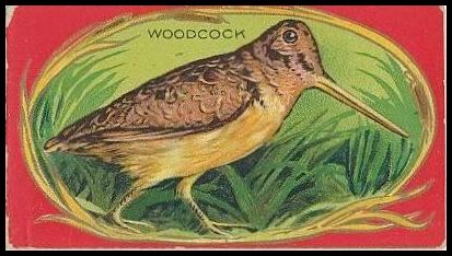 29 Wood Duck